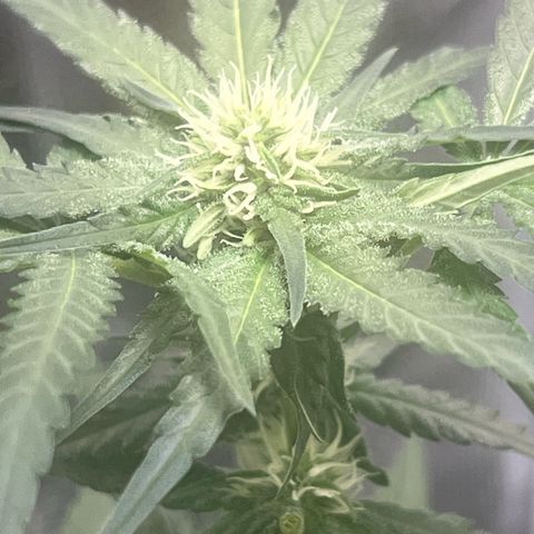 Aria’s Zkittlez growlog photo: Harvest in one month 
