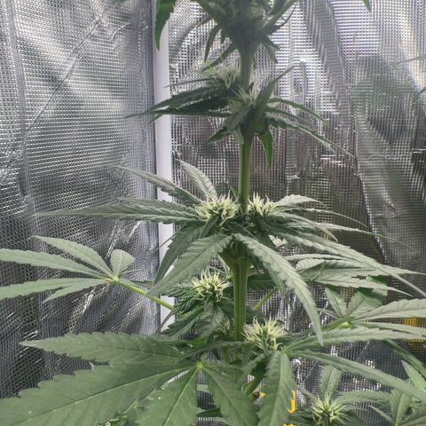 Aria’s Zkittlez growlog photo: Harvest in one month 