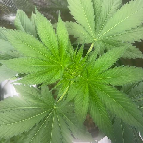 Jupiters Punch  growlog timeline photo
