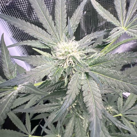 Aria’s Zkittlez growlog timeline photo