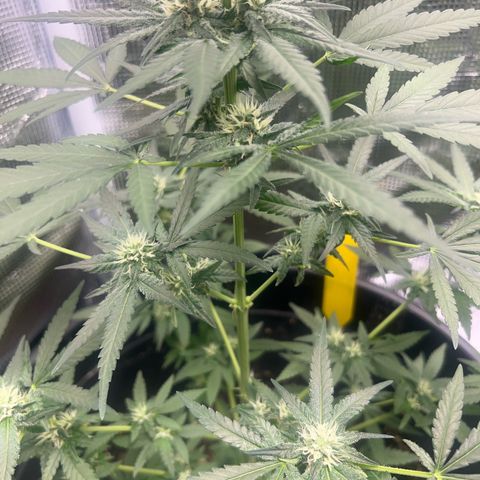 Aria’s Zkittlez growlog timeline photo