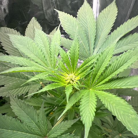 Jupiters Punch  growlog photo: Colas pushing through starting to look really good