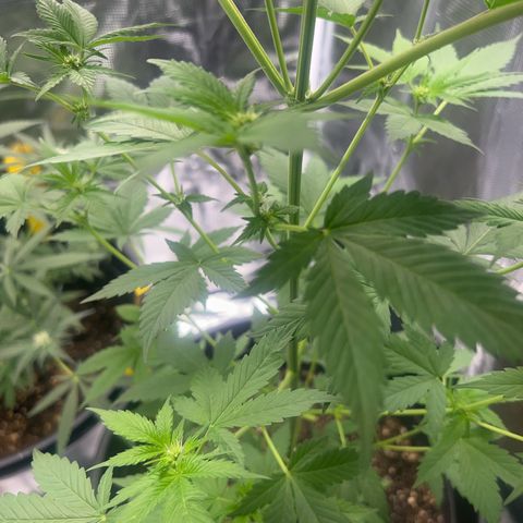 Jupiters Punch  growlog photo: Colas pushing through starting to look really good