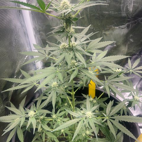 Aria’s Zkittlez growlog timeline photo