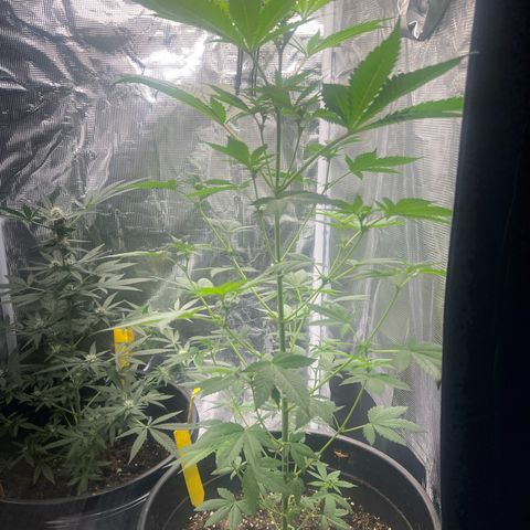 Jupiters Punch  growlog photo: Colas pushing through starting to look really good