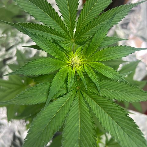 Jupiters Punch  growlog photo: Had to move out of tent out grew space 