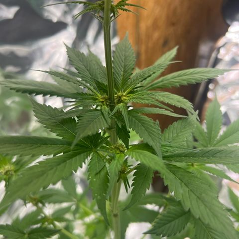 Jupiters Punch  growlog timeline photo