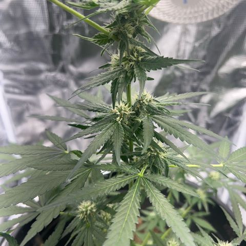Aria’s Zkittlez growlog photo: Hairs starting to turn color, half way to harvest