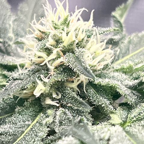 Aria’s Zkittlez growlog photo: Hairs starting to turn color, half way to harvest