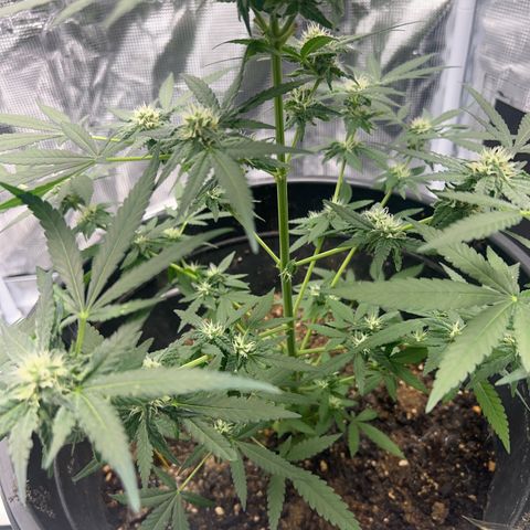 Aria’s Zkittlez growlog photo: Hairs starting to turn color, half way to harvest
