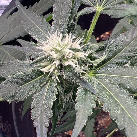 Aria’s Zkittlez growlog photo: Hairs starting to turn color, half way to harvest