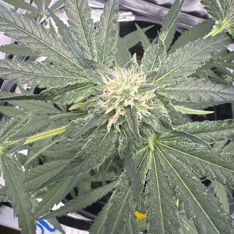Aria’s Zkittlez growlog photo: Hairs starting to turn color, half way to harvest