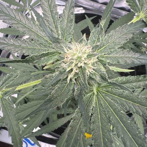 Aria’s Zkittlez growlog timeline photo
