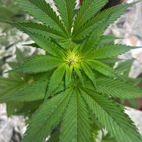 Jupiters Punch  growlog timeline photo