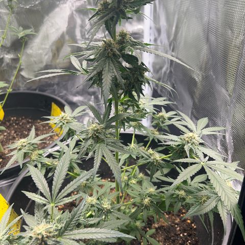 Aria’s Zkittlez growlog timeline photo