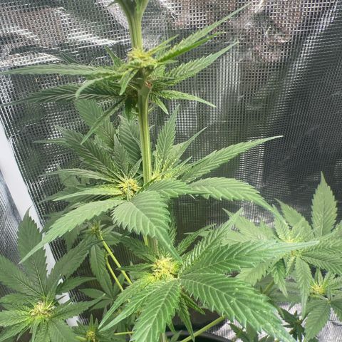 Jupiters Punch  growlog timeline photo