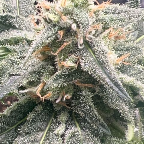 Aria’s Zkittlez growlog timeline photo
