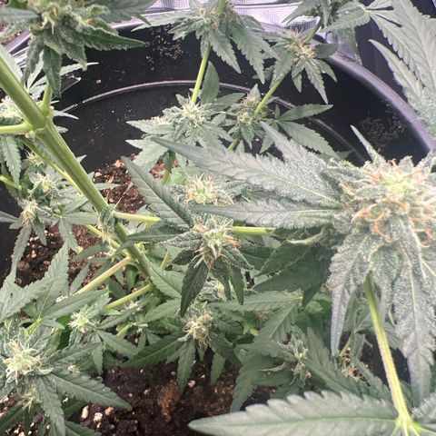 Aria’s Zkittlez growlog timeline photo