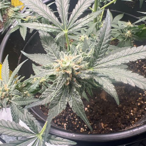 Aria’s Zkittlez growlog timeline photo