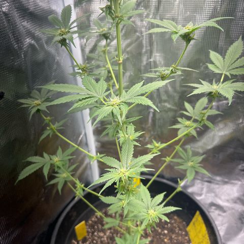 Jupiters Punch  growlog timeline photo