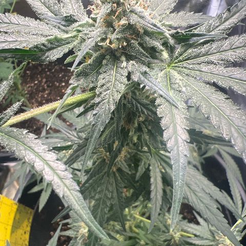 Aria’s Zkittlez growlog timeline photo