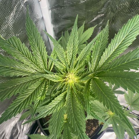 Jupiters Punch  growlog timeline photo