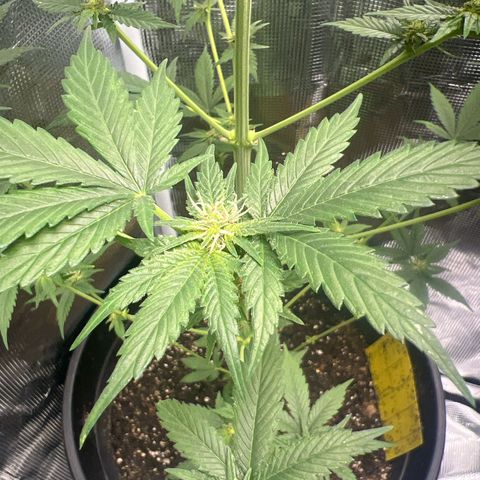 Jupiters Punch  growlog timeline photo