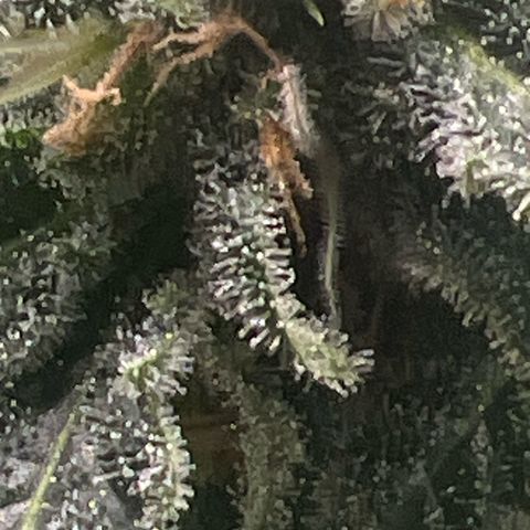 Aria’s Zkittlez growlog timeline photo