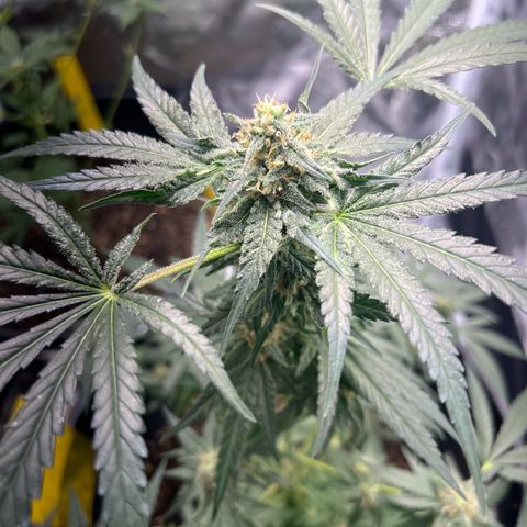 Aria’s Zkittlez growlog timeline photo