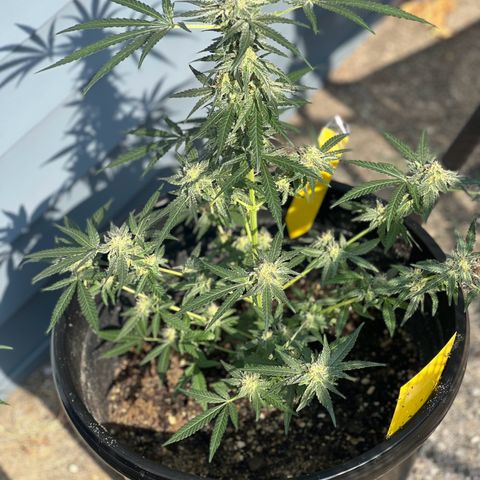 Aria’s Zkittlez growlog photo: Little natural sunlight for these natural plants 