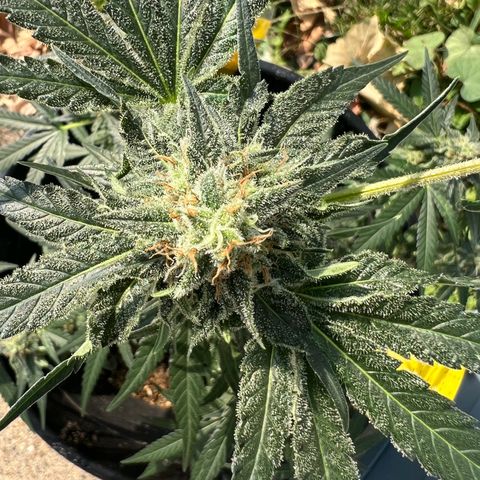 Aria’s Zkittlez growlog photo: Little natural sunlight for these natural plants 