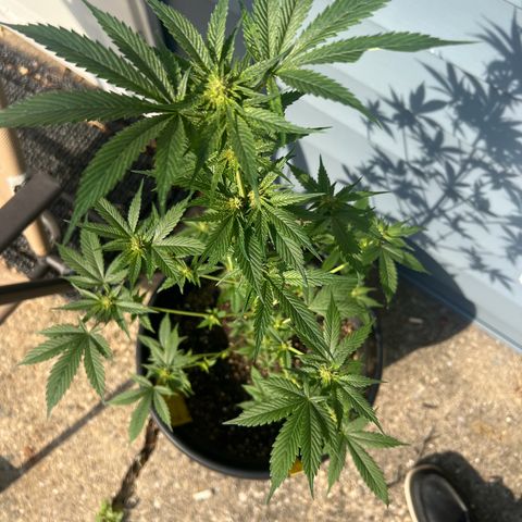 Jupiters Punch  growlog photo: Some natural sunlight for these natural plants while in flowering helps with moisture if buds are to wet. Sunlight will help dry so you don’t have bud rot, or so I am told. 