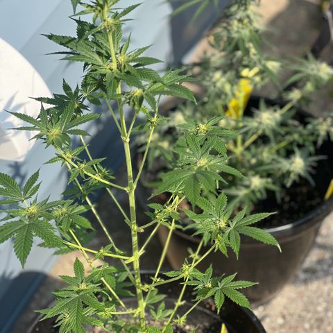 Jupiters Punch  growlog photo: Some natural sunlight for these natural plants while in flowering helps with moisture if buds are to wet. Sunlight will help dry so you don’t have bud rot, or so I am told. 