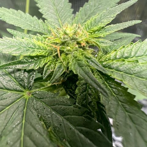 Jupiters Punch  growlog timeline photo