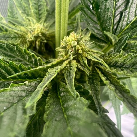 Jupiters Punch  growlog timeline photo