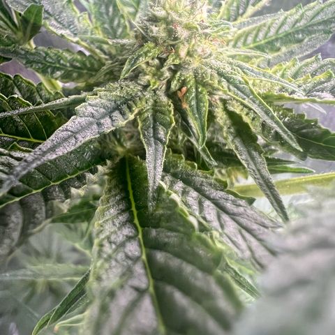 Jupiters Punch  growlog timeline photo