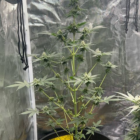 Jupiters Punch  growlog photo: Looking B E A utiful 