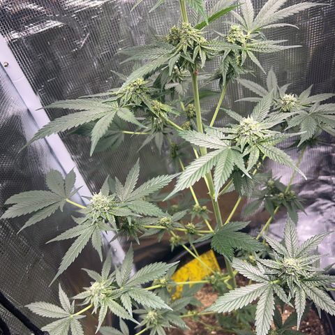 Jupiters Punch  growlog photo: Looking B E A utiful 