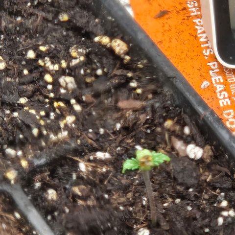 Abusive Afghani (Orange Chicken × Guava) growlog photo: Seedling sprouting 