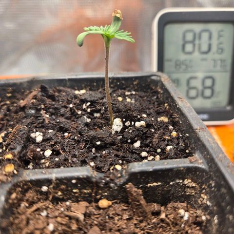 Abusive Afghani (Orange Chicken × Guava) growlog photo: Looking Healthy 