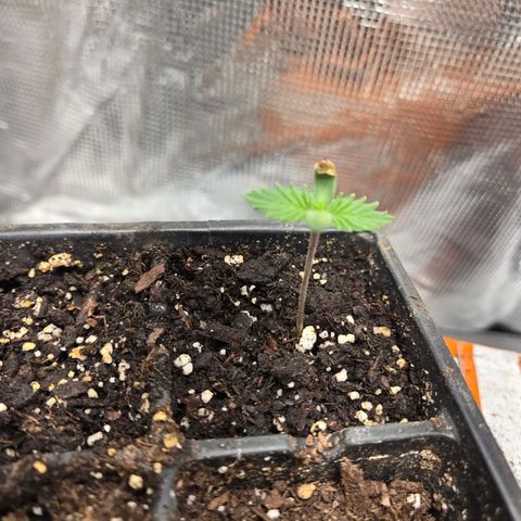 Abusive Afghani (Orange Chicken × Guava) growlog photo: Looking Healthy 