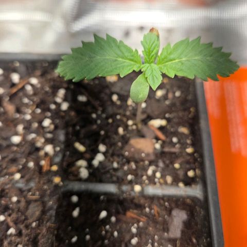 Abusive Afghani (Orange Chicken × Guava) growlog photo: 3 more germinated seeds popped, 1st seedling now 2in tall