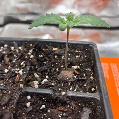 Abusive Afghani (Orange Chicken × Guava) growlog photo: 3 more germinated seeds popped, 1st seedling now 2in tall