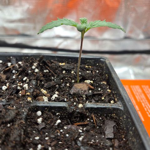 Abusive Afghani (Orange Chicken × Guava) growlog photo: 3 more germinated seeds popped, 1st seedling now 2in tall