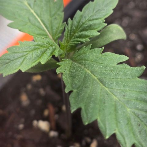Abusive Afghani (Orange Chicken × Guava) growlog timeline photo