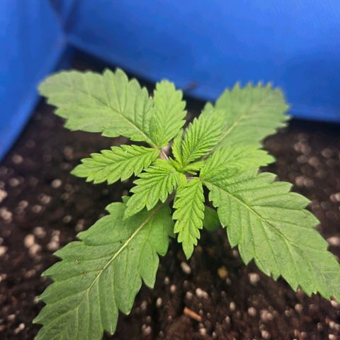 Abusive Afghani (Orange Chicken × Guava) growlog photo: First set of true leaves coming through. Transplanted this and 2 seedlings. 