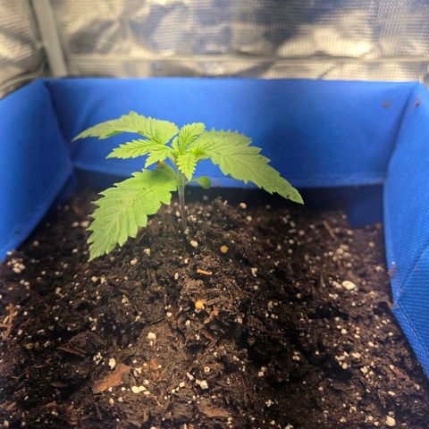 Abusive Afghani (Orange Chicken × Guava) growlog photo: First set of true leaves coming through. Transplanted this and 2 seedlings. 
