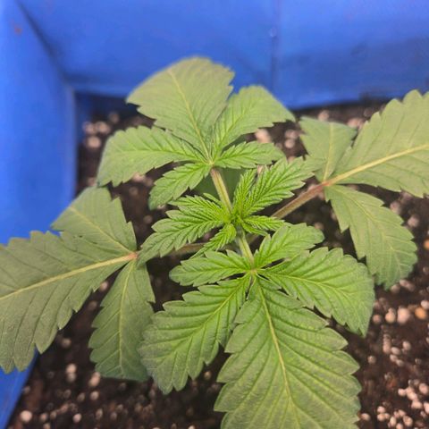 Abusive Afghani (Orange Chicken × Guava) growlog photo: Need nutrients for bigger one will add cal mag tomorrow 