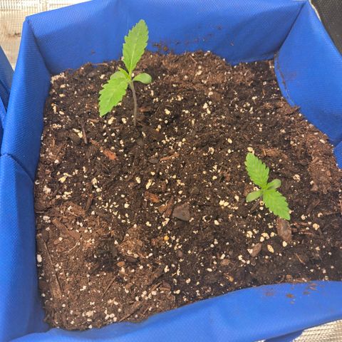 Abusive Afghani (Orange Chicken × Guava) growlog photo: Need nutrients for bigger one will add cal mag tomorrow 