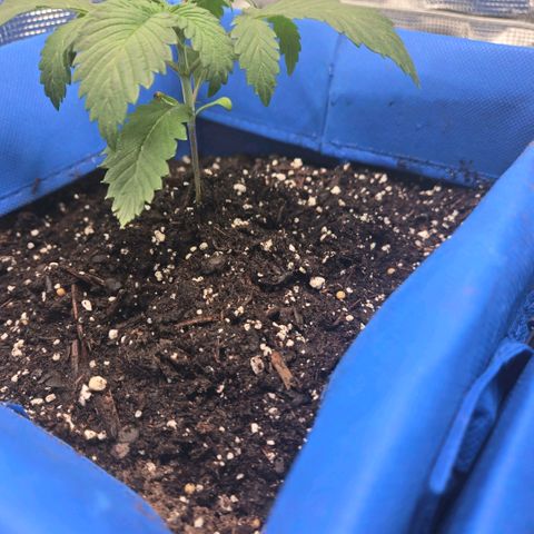 Abusive Afghani (Orange Chicken × Guava) growlog photo: Need nutrients for bigger one will add cal mag tomorrow 
